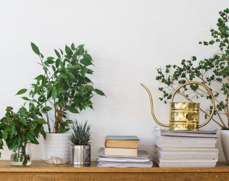 Bring The Outdoors In How To Make The Most Of Houseplants In Your Home