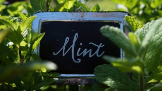 5 Edible Foods You Can Grow In A Small Space