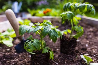 Seedlings