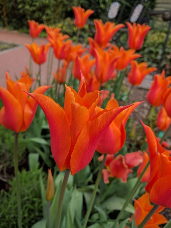 Tulip Ballerina
