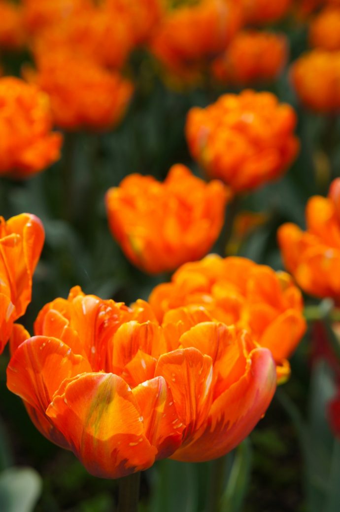 Tulip Orange Princess