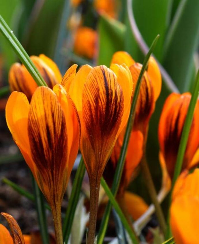 Crocus Orange Monarch
