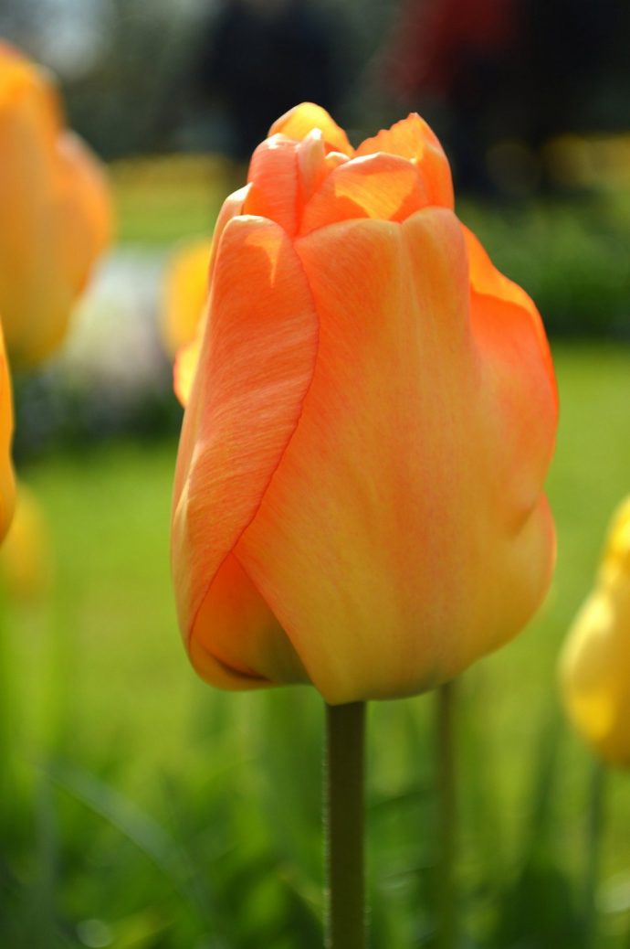 Tulip Daydream