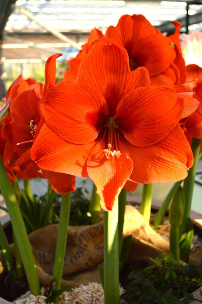 Image: Jumbo Amaryllis Orange Desire